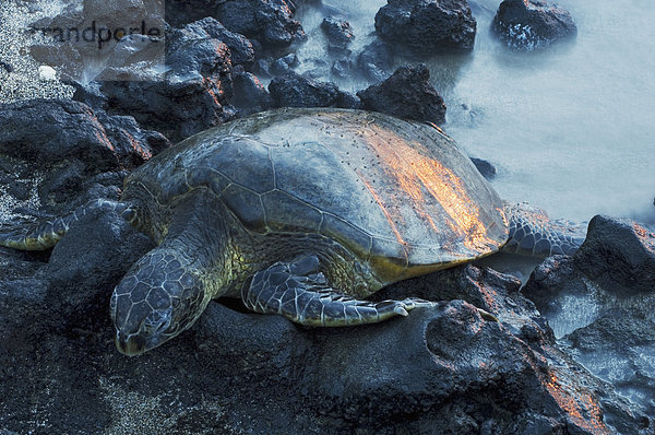 Hawaii Big Island Felsbrocken ruhen grün Meer Landschildkröte Schildkröte Hawaii