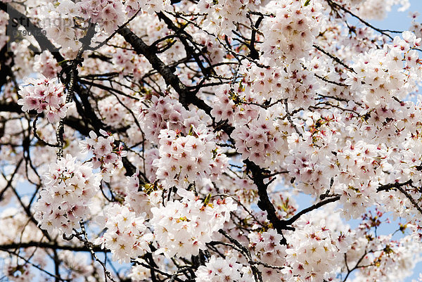 Japan  Tokio  Shinjuku Gyoen Park  Kirschblüte.
