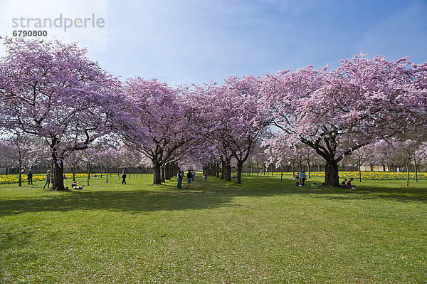 Schloss Schwetzingen  Schlossgarten  Japanische Zierkirschen (Prunus serrulata)  Schwetzingen  Kurpfalz  Baden-Württemberg  Deutschland  Europa