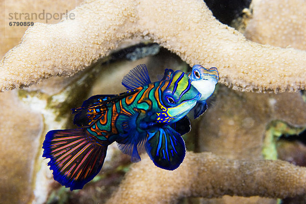 Mandarinfisch Synchiropus splendidus tanzen zeigen 2 Mikronesien sich paaren Paarung