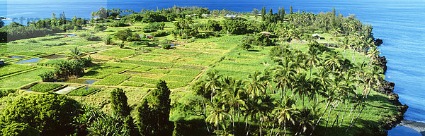 nahe Ozean Kokosnuss Wasserbrotwurzel Colocasia esculenta Hana Hawaii Maui