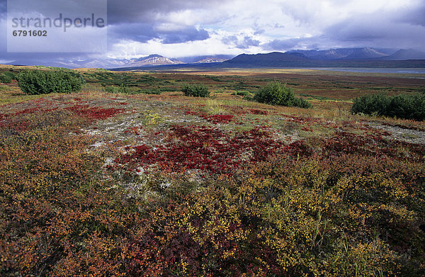 Alaska  Denali National Park  farbenfrohe fallen Saison Tundra  Alaskakette in Ferne.