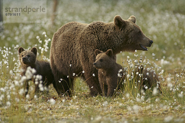 Braunbären (Ursus arctos)  Bärenmutter mit Bärenjungen  Karelien  Finnland  Europa