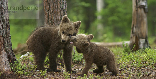 Junge Braunbären (Ursus arctos)  Karelien  Finnland  Europa