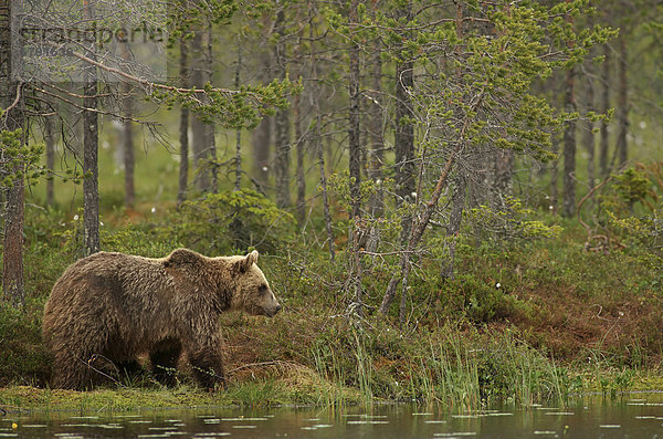 Braunbär (Ursus arctos)  Karelien  Finnland  Europa
