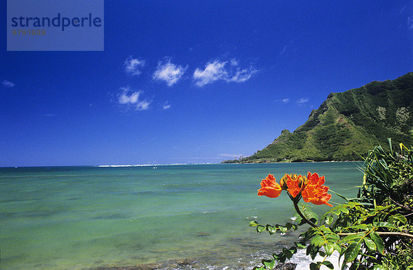 blauer Himmel  wolkenloser Himmel  wolkenlos  Helligkeit  durchsichtig  transparent  transparente  transparentes  Blume  Küste  Hawaii  Oahu