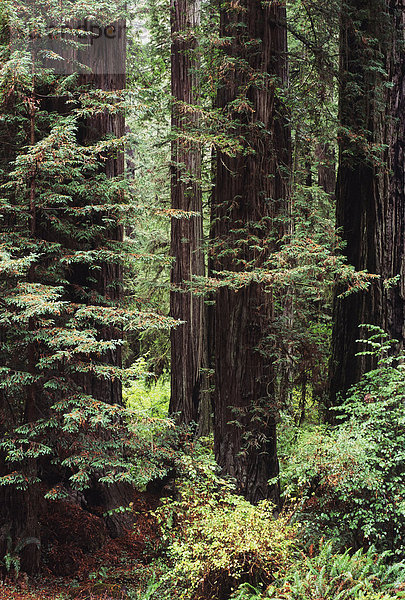 Baum Wachstum groß großes großer große großen Sequoia Kalifornien alt