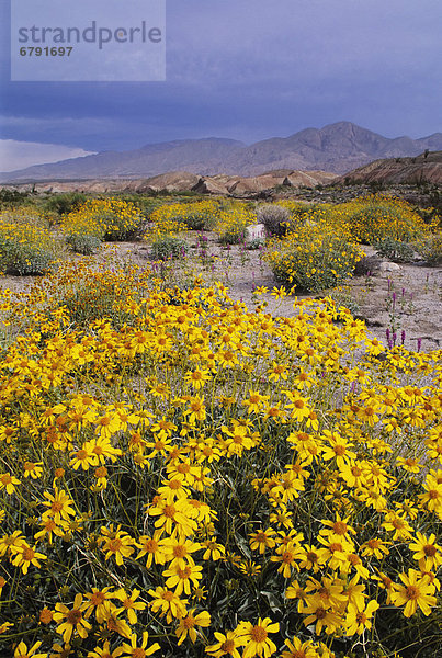 Kalifornien  Anza-Borrego Desert State Park  Arroyo Salado  Wüste Landschaft mit Kalifornien Brittlebush im Vordergrund.