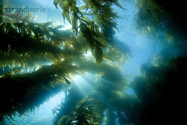 Kalifornien  Santa Catalina Island  Sonnenlicht durch einen Wald von riesigen Kelp (Riesentang).