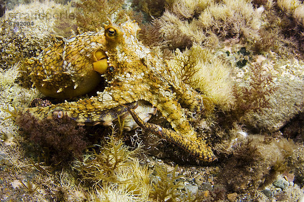 Kalifornien  die zwei spot Octopus (Octopus Bimaculatus) ist ein Meister der Tarnung  ändern ihre Farbe und Textur  die seine Hintergrund anzupassen.
