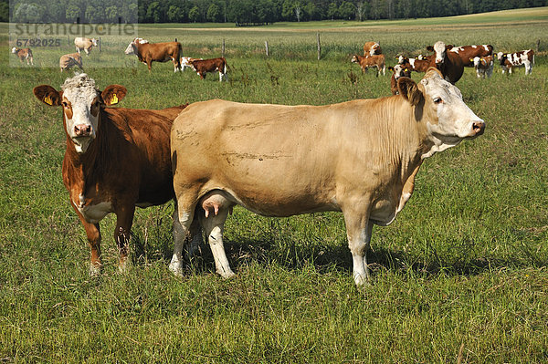 Mutterkuhhaltung  Fleckvieh  auf einer großen Weide  vorne zwei Mutterkühe  Kuhlrade  Mecklenburg-Vorpommern  Deutschland  Europa