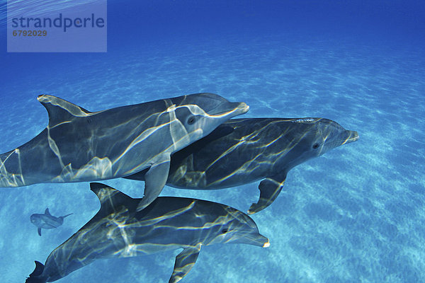 Bahamas  diese Atlantic Tümmler (Tursiops Truncatus) gemeinsam schwimmen.