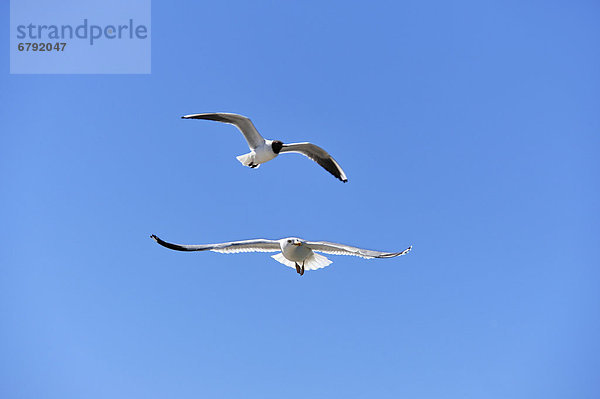 Lachmöwe (Chroicocephalus ridibundus)  oben  und Sturmmöwe (Larus canus)  unten  im Flug gegen blauen Himmel  Ahrenshoop  Darß  Mecklenburg-Vorpommern  Deutschland  Europa