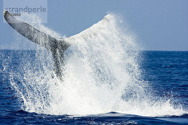 Das Protokollfragment dieser Buckelwale (Megaptera Novaeangliae)  Big Island  Hawaii erstellt eine Kaskade von Meerwasser.