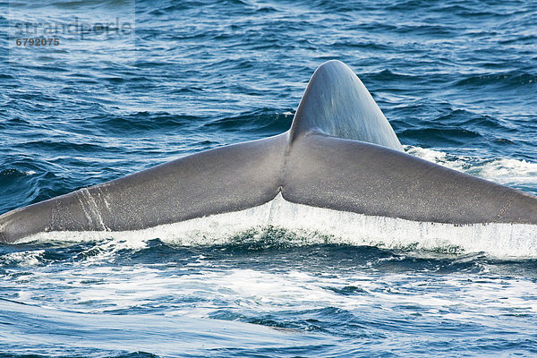 Kalifornien  der Schwanz Fluke von einem Blauwal (Balaenoptera Musculus). Blauwale sind die größten Kreatur auf ewig leben auf unserem Planeten.
