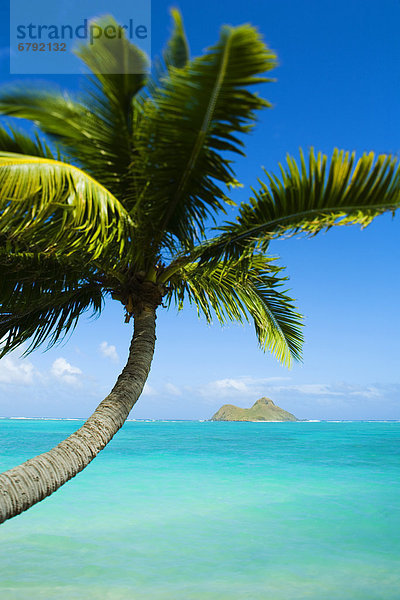 Hawaii  Oahu  Lanikai  Palme auf blauen Ozean.