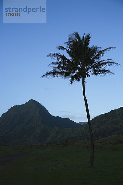 Baum  Silhouette  Palme  Hawaii  Oahu  Ranch