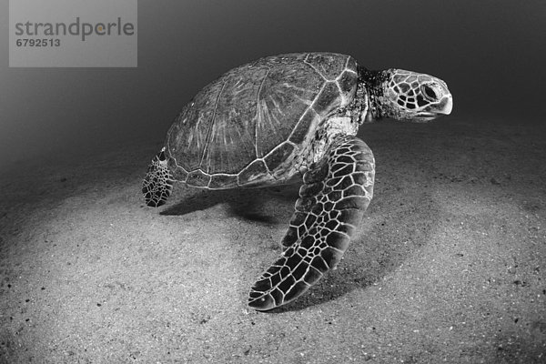 Wasserschildkröte Schildkröte nahe Fotografie Ozean grün weiß schwarz Sand Boden Fußboden Fußböden Hawaii