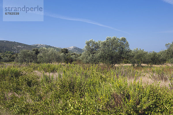 Landschaft mit Olivenbäumen bei Nevidane  Insel Pasman  Adria  Zadar  Dalmatien  Kroatien  Europa