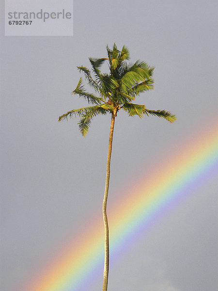 hinter grau schneiden Baum Himmel Palme Hawaii Maui Regenbogen