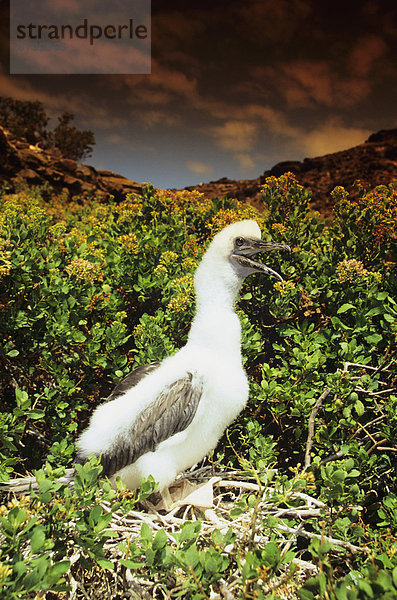 Hawaii  Lehua Rock  Closeup Seitenansicht von brown Booby Küken (Sula Leucogaster Plotus) unten bewölkten Himmel Schachteln.