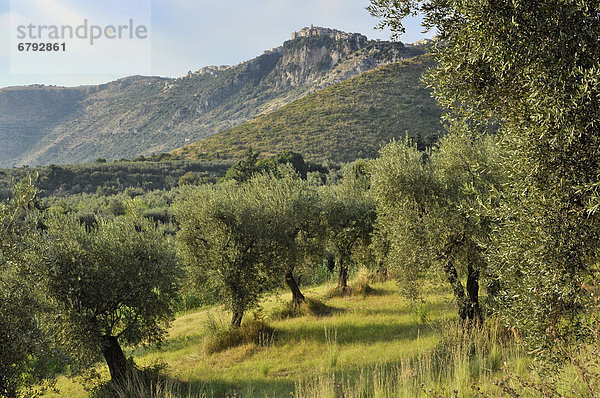 Olivenhain unterhalb von Norma  Lepinische Berge  Monti Lepini  Latium  Italien  Europa