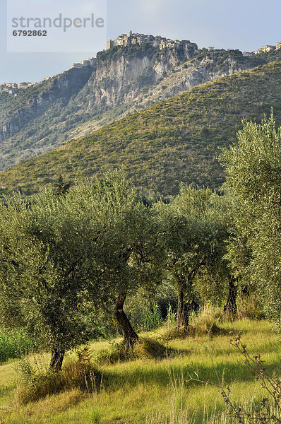Olivenhain unterhalb von Norma  Lepinische Berge  Monti Lepini  Latium  Italien  Europa