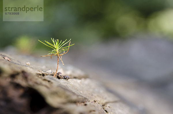 Kiefernsämling  Gemeine Kiefer  Rotföhre  Weißkiefer  Forche (Pinus sylvestris)  wachsend auf Baumstamm