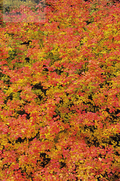 Detail Details Ausschnitt Ausschnitte Farbaufnahme Farbe Herbst Kletterpflanze Ahorn Oregon