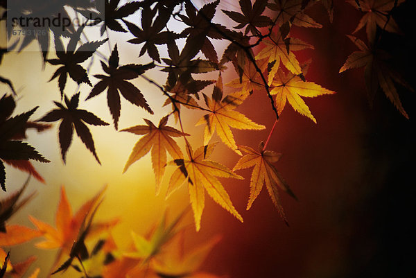 Ahornblatt Farbaufnahme Farbe Herbst Japan japanisch Kyoto