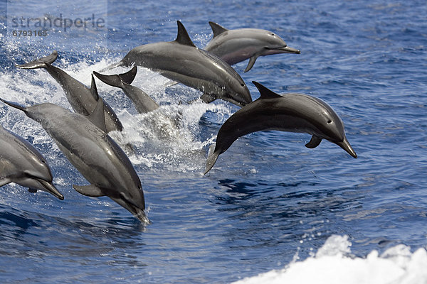 Hawaii  sieben Spinner Delfin (Stenella Longirostris) Sprung in die Luft zur gleichen Zeit.