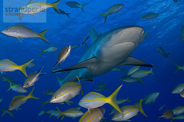 Fisch  Pisces  Karibik  Bahamas  Riff  Hai