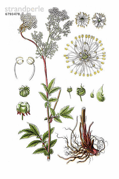 Echte Mädesüß (Filipendula ulmaria)  Heilpflanze  historische Chromolithographie  ca. 1796