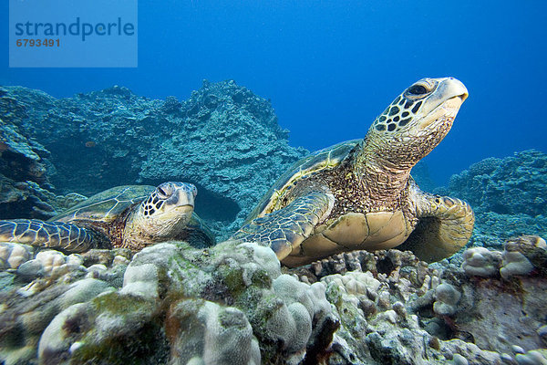 Wasserschildkröte Schildkröte Farbaufnahme Farbe grün 2 Hawaii Riff