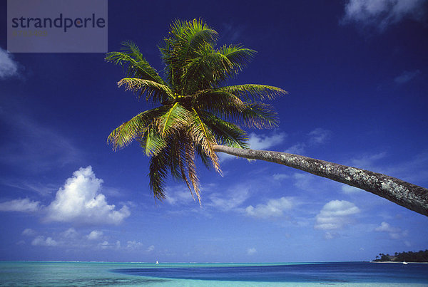 Baum  über  Ozean  hängen  Palme  türkis  Bora Bora  Französisch-Polynesien