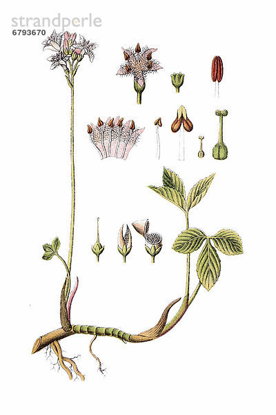 Fieberklee oder Bitterklee (Menyanthes trifoliata)  Heilpflanze  historische Chromolithographie  ca. 1796