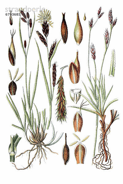 Links: Frost-Segge  Eis-Segge (Carex frigida)  rechts: Feste Segge  Polster-Segge (Carex firma)  Heilpflanze  historische Chromolithographie  ca. 1796
