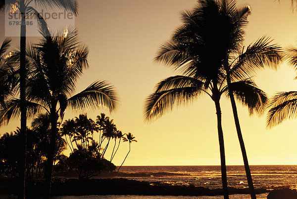 Hawaii  Big Island  Sonnenuntergang  Baum  Silhouette  Ozean  Hawaii
