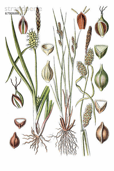Links: Oeders Segge  Gelbsegge (Carex oederi)  rechts: Spindel-Segge  Strand-Segge (Carex extensa)  Heilpflanze  historische Chromolithographie  ca. 1796