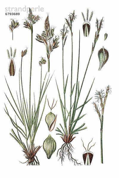 Links: Grund-Segge (Carex gynobasis)  rechts: Finger-Segge (Carex digitata)  Heilpflanze  historische Chromolithographie  ca. 1796