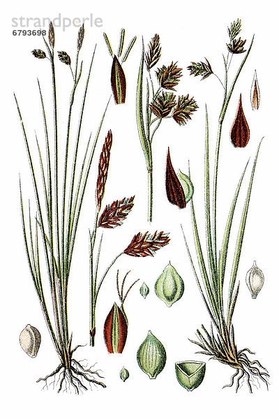 Liniks: Schlamm-Segge (Carex limosa)  rechts: Gletscher-Segge  Riesel-Segge oder Alpen-Schlamm-Segge (Carex irrigua)  Heilpflanze  historische Chromolithographie  ca. 1796