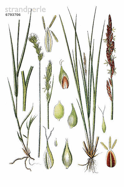 Links: Hasenpfoten-Segge (Carex leporina var argyroglochin)  rechts: Walzen-Segge (Carex elongata)  Heilpflanze  historische Chromolithographie  ca. 1796