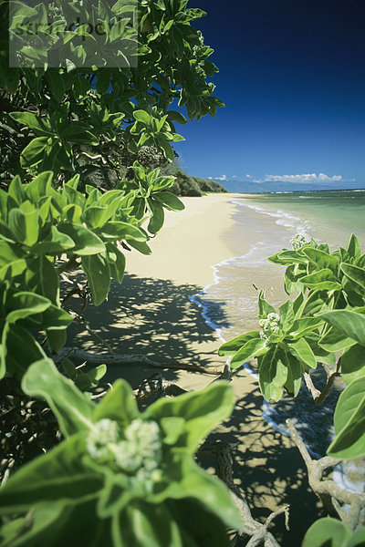 Hawaii  Lanai  North Shore