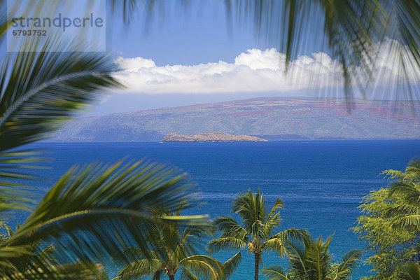 sehen  Farn  Hawaii  Maui  Wailea