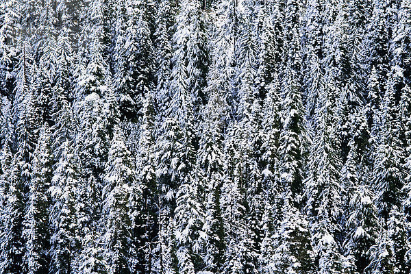 Frische Baum Tanne Snoqualmie National Forest Cascade Mountain Schnee