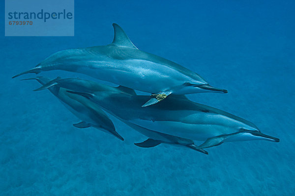 Hawaii Big Island Unterwasseraufnahme Delphin Delphinus delphis schwimmen Hawaii