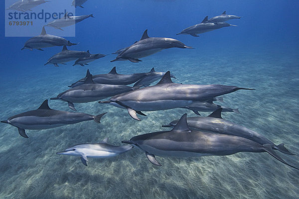 Hawaii Big Island Unterwasseraufnahme Delphin Delphinus delphis schwimmen Hawaii