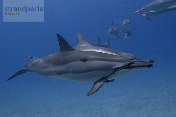 Hawaii Big Island Unterwasseraufnahme Delphin Delphinus delphis schwimmen Hawaii