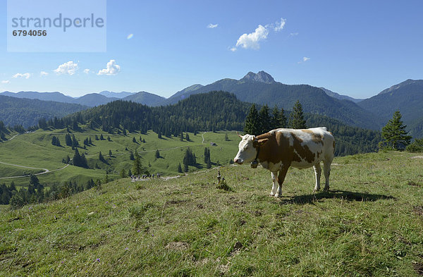 Eine Kuh steht auf einer Wiese oberhalb der Königsalm in den Tegernseer Bergen bei Kreuth  Bayern  Deutschland  Europa