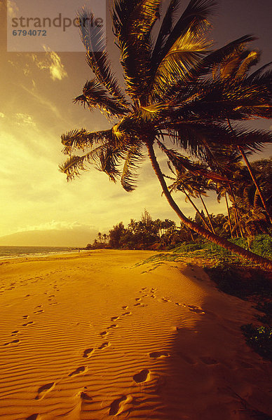 Strand Baum über Palme Hawaii Maui